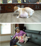 [TV동물농장] 천재견 마야, 위기의 수달 부부, 거대한 혹을 달고 사는 봉희와 할머니