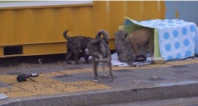 TV동물농장, 들개 이산가족/아이바오·러바오 쌍둥이들과 육아전쟁 그리고 이별을 준비하는 푸바오