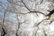 데이트 나들이 가볼만한 봄꽃축제 2024년 도봉 벚꽃축제 가수 김희재 부활…공연, 체험, 문화행사 풍성