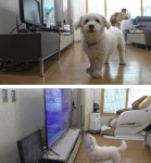 TV동물농장, 미스터 트롯견 구름이/할부지 강철원 사육사와 손녀 푸바오의 마지막 이야기