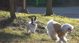 TV동물농장, 강아지를 사랑한 토끼 판다 / 겁쟁이 부부견 소울&빌리