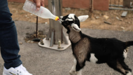 동네 한 바퀴, 마이산 탑사 산양목장 발효식초 묵밥집…진안에서 가볼만한 곳과 맛집 소개