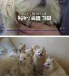 TV동물농장, 반려견 황도·달래의 황도라이프/빈집에 남겨진 20스피츠를 구조하라