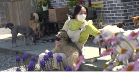 TV동물농장, 32마리 견공의 러브하우스/숲속에서 들리는 공포의 비명소리