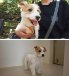 TV동물농장, 인싸 까치의 반전 비밀/반려견 참깨와 현관의 상관관계