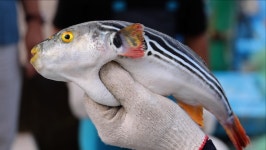 [동네 한 바퀴] 다대포해수욕장, 노포 식당의 문어삼합·딸기막걸리… 부산 사하구에서 가볼만한 곳과 맛집 소개