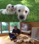 TV동물농장, 대표님의 13마리 래브라도 리트리버 육아일기/백구 진순이의 자식 사랑