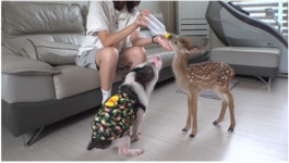 [TV동물농장] 머리카락에 집착하는 고양이 레오, 질투의 화신 미니피그 오공이