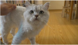 [TV동물농장] 머리카락에 집착하는 고양이 레오, 질투의 화신 미니피그 오공이