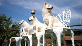 TV동물농장, 호빵이네 가족 근황 / 횟집 수달 가족