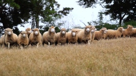 동네 한 바퀴, 칠곡양떼목장 수의사 낙화담 농가맛집 해계탕… 칠곡에서 가볼만한 곳과 맛집 소개