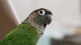 [세상에 이런일이] MC 김호영이 제보한 길냥이 사연, 허리띠 졸라맨 재테크 비법... 공개