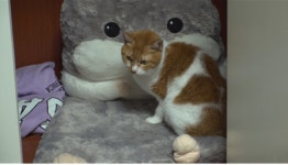 TV동물농장, 진상 세입자 5꼬물이 / 옷장 속 크림이