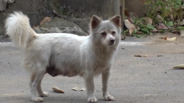 [TV동물농장] 구들장 육아 중 복실이 / 탈출냥 잘난 척의 비밀