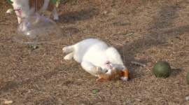 [TV동물농장] 구들장 육아 중 복실이 / 탈출냥 잘난 척의 비밀