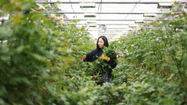 [동네 한 바퀴] 왕의 생선 웅어, 칠피 공예, 얼갈이 쌀빵, 추어탕, 장미농장… 고양에서 가볼만한 곳과 맛집 소개