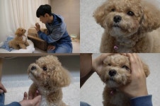 동물농장 초대형 산불 현장 속 동물들 / 시각장애 크리에이터 김한솔 씨와 천재견 토리