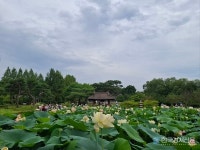 [경기도 양평 가볼만한 곳] 세미원 연꽃축제 한창...주변의 두물머리 경치도 장관