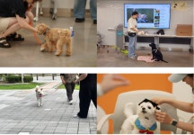 행동교정, 사회화·예절, 산책훈련…반려동물 양육 시민을 위한 무료교육 서울 반려동물 시민학교 가을학기 운영