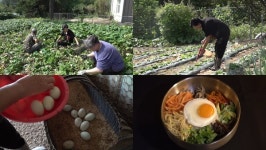 [EBS 극한직업] 농장에서 식탁까지, 한 끼에 담은 진심 갈치, 비빔밥, 요쿠르트