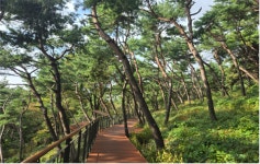 도심~남산 잇는 무장애산책로 남산 하늘숲길 개통