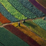 [장기민 칼럼] 성남의 식탁에서 시작한 정확함의 미학 (주)에코팜의 체계가 만드는 성장