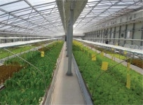 물고기가 채소를 키우는 아쿠아포닉스, 서유채 농장 강성탁 대표