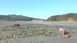 인간극장 겨울 갯벌서 감태 매는 태안 청산리 노부부 그냥 놀면 뭐혀