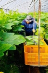 비타민A의 보고, 제철 애호박으로 가족 건강 챙기세요