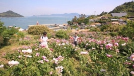 [한국기행] 여수 365개 섬 중 꽃섬으로 불리는 하화도…삶의 꽃길은?