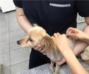 동대문구, 가을철 광견병 예방접종 실시...오는 30일까지