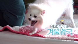 세상에 나쁜 개는 없다 가족까지 공격하는 스피츠 솜이…겨울왕국 녹일 비법은?