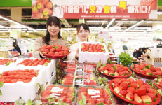 농협유통, 하나로마트 양재·창동점 등 전 점 딸기 최대 31% 할인 행사