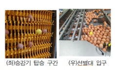 산란계 농장 소득 올리는 단단한 달걀 생산 기술 개발