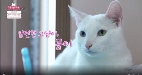 [고양이를 부탁해] 신장암 수술 그 이후…食스틸러! 콩이의 위험한 식습관