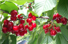 경주, 여름 특산물 체리 본격 출하…수입산보다 저렴