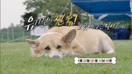 [세상에 나쁜 개는 없다] 유기견 천국서 수용소로…군산유기동물보호소 무슨 일이?