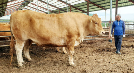 홍천서 평균 체중 두배 넘는 1.3톤 슈퍼한우 출하 임박