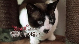 [고양이를 부탁해] 냥이 전용 카라반 타고…앵그리캣 쁘띠가 캠핑을 간 이유는?
