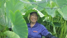 [EBS 한국기행] 우두산 출렁다리 넘어 송이버섯 캐고, 1년 기른 토란 수확…심심산골 가을 맛