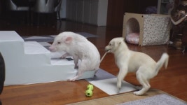 [TV 동물농장] 천재돼지와 악동犬의 좌충우돌 동거, 짐볼 사랑꾼 헬스장 반려견