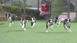 [TV 동물농장] 청하 스페셜MC 출연…프리스비 빠진 보더콜리 엄마犬, 한국늑대 6남매 이야기