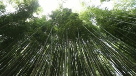 [신계숙의 맛터사이클 다이어리] 대통·죽순요리·천렵탕…담양·대나무밭 풍류&음식 이야기