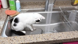 [고양이를 부탁해] 물 만난 냥이 짱아가 떴다?…못 말리는 물 사랑 고양이 사연