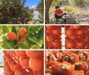 [EBS 한국기행] 만추, 낭만기행…가을에 피는 꽃 감빛 물든 곶감 상주 밤원마을