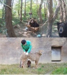 [TV 동물농장] 사파리 맹수들 기상천외 건강검진…청도 게임영재견 또이 사연