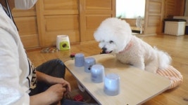 [TV 동물농장] 사파리 맹수들 기상천외 건강검진…청도 게임영재견 또이 사연