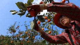 [EBS 한국기행] 구례 분토마을 양재소·김진화 부부 감 농장 행복이 주렁주렁