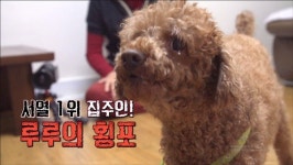 [세상에 나쁜 개는 없다] 집주인 행세하는 푸들 루루…공격성 반려견 대처법은?