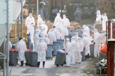 충북 음성군 메추리 농장서 AI 양성…메추리 72만여마리 살처분